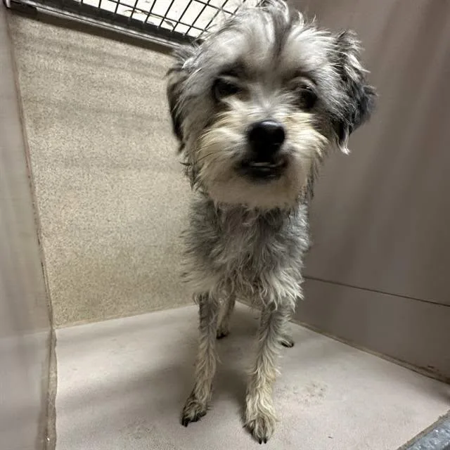 A young small-sized female White / Cream Miniature Poodle dog named Vicki for adoption in Hollister, CA