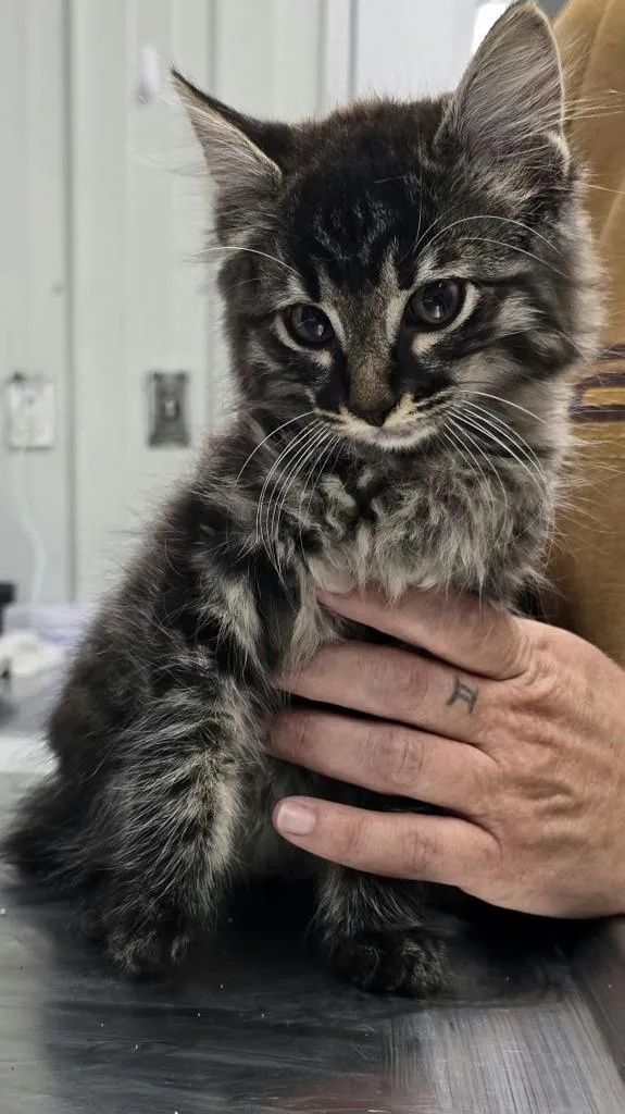 A baby small-sized male Domestic Medium Hair cat named Jason for adoption in Hillsdale, IN