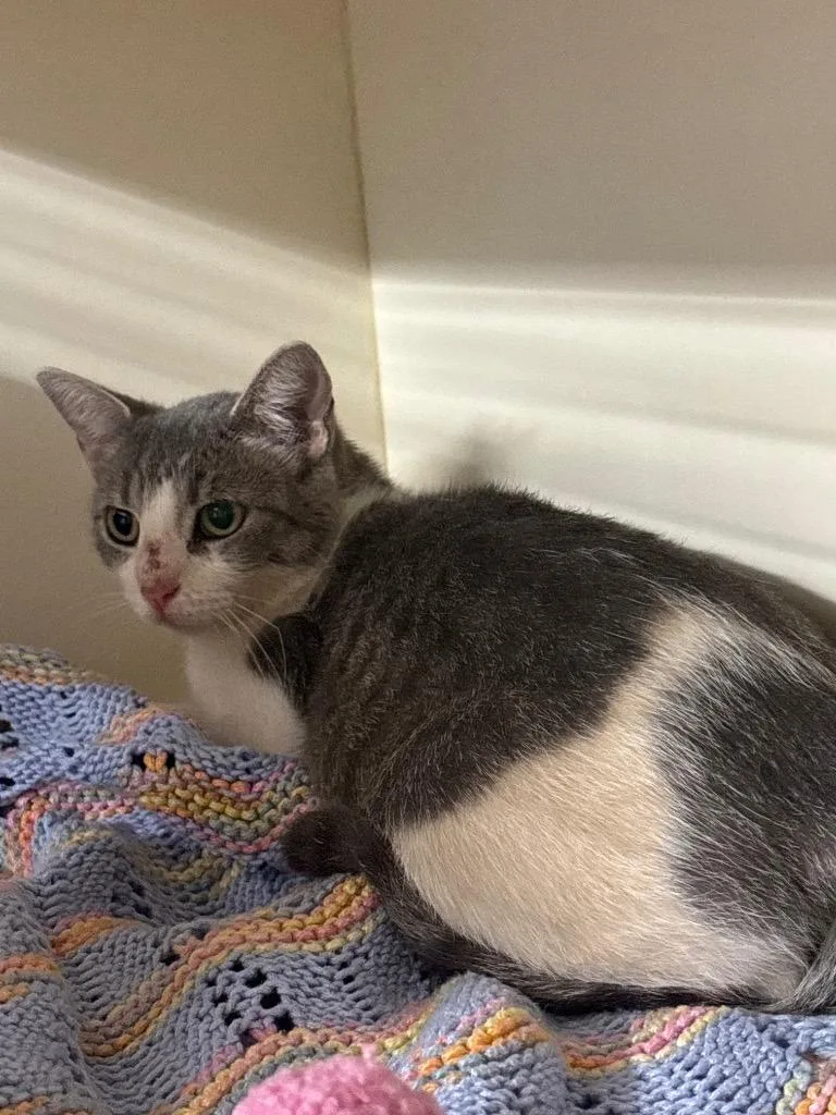 A young medium-sized female Domestic Short Hair cat named Working Cat:  Princess for adoption in Bloomington, IN