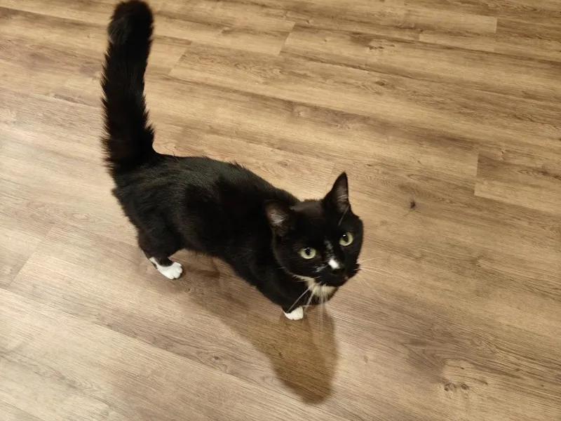 An adult medium-sized male Black & White / Tuxedo Tuxedo cat named HorshamIrrestible Sweetheart in a for adoption in Laurel, MD