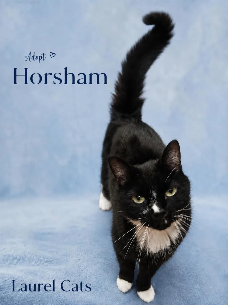 HorshamIrrestible Sweetheart in a thumbnail 2