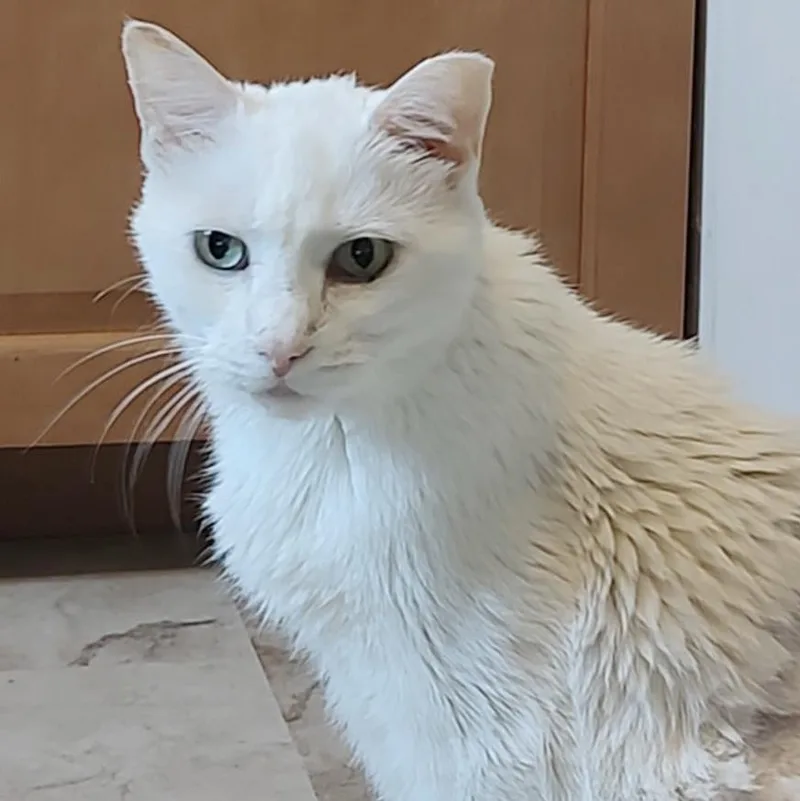 Marshmallow thumbnail 3