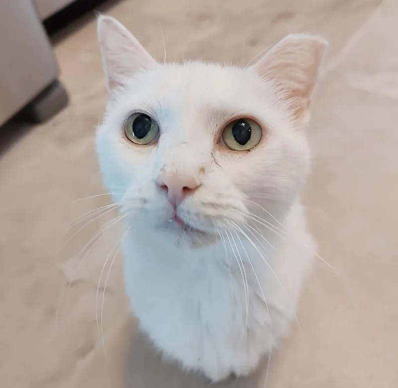 Marshmallow thumbnail 4