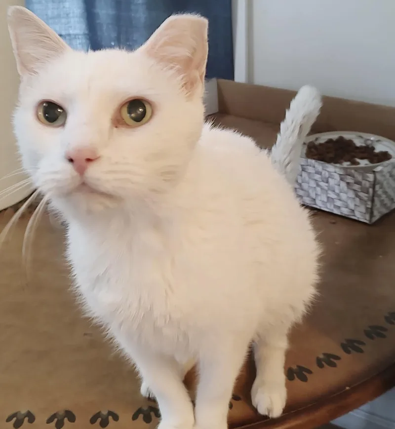 Marshmallow thumbnail 5