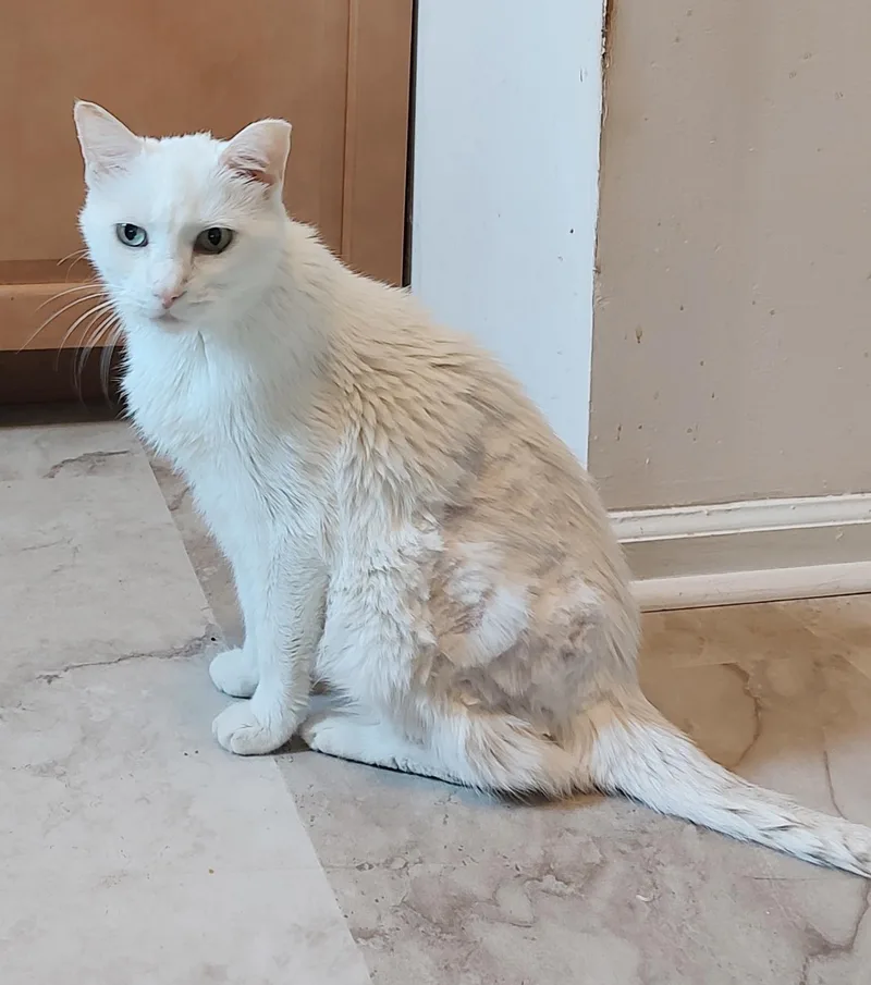 Marshmallow thumbnail 6