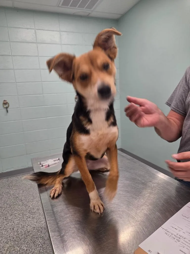 A baby small-sized male Terrier dog named Bluey for adoption in Athens, TN
