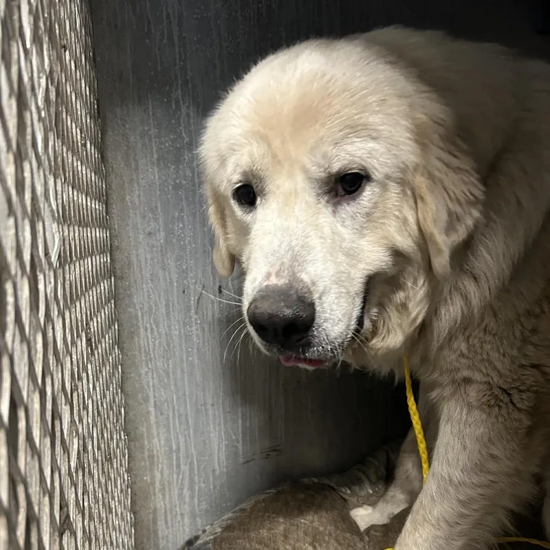 An adult extra large-sized male White / Cream Great Pyrenees dog named Beacon for adoption in Greensboro, NC