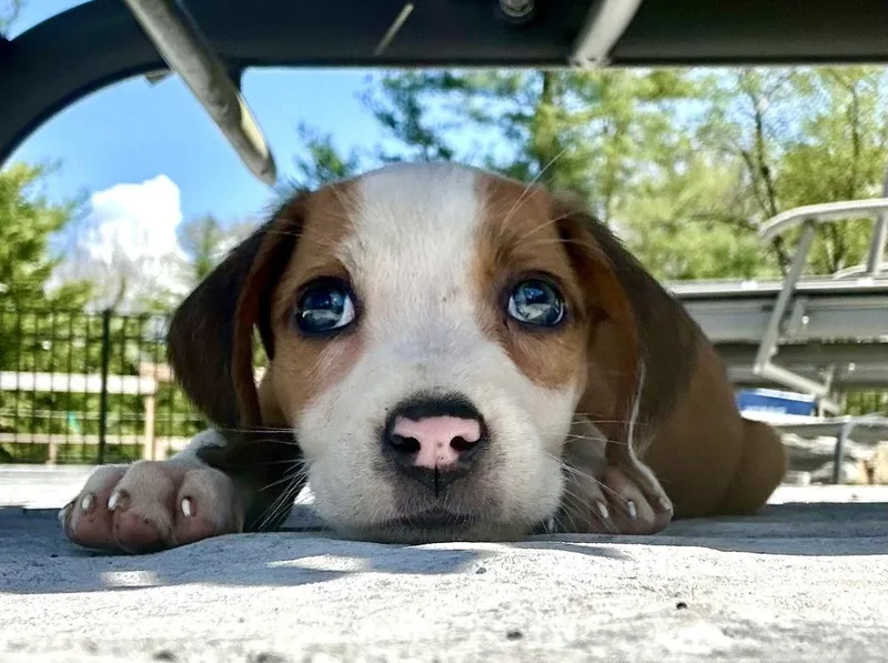 A baby medium-sized female White / Cream Hound dog named Pheephee for adoption in Greenlawn, NY