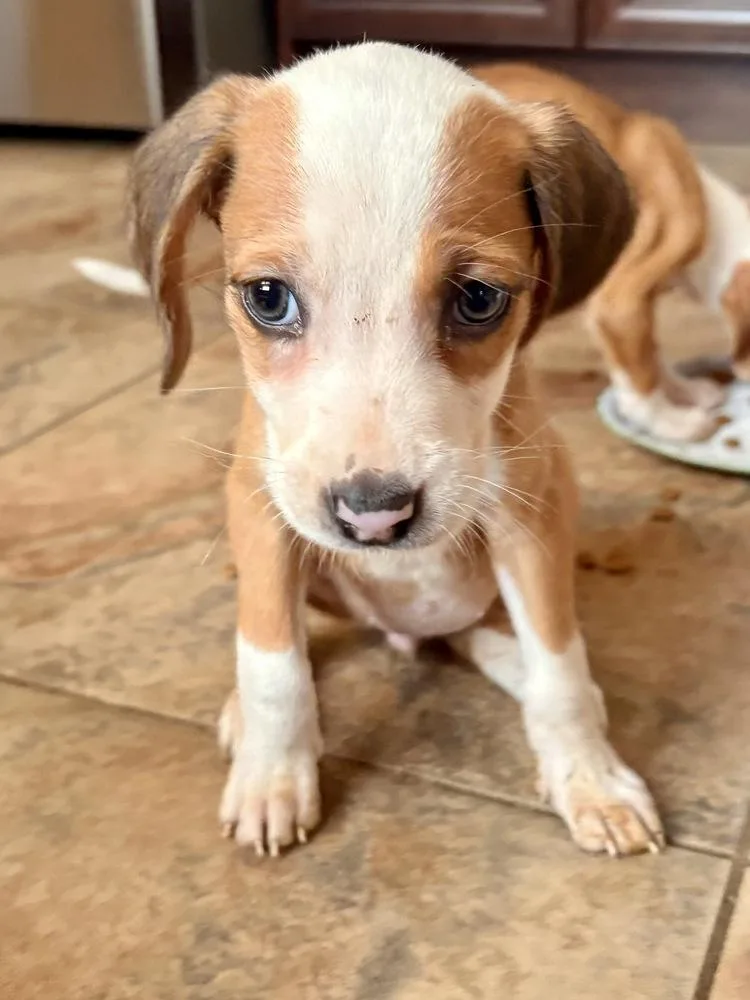 Pheephee thumbnail 2