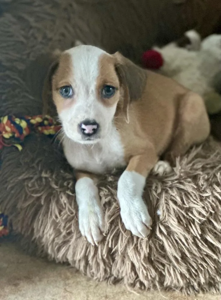 Pheephee thumbnail 3