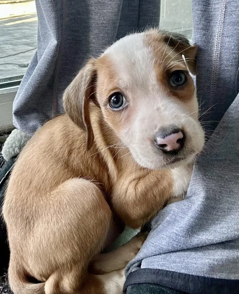 Pheephee thumbnail 4