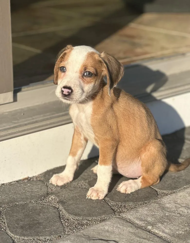 Pheephee thumbnail 5