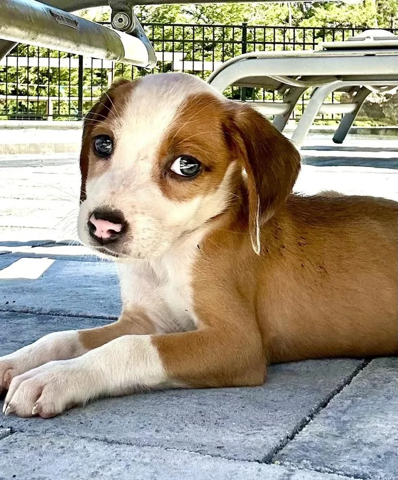 Pheephee thumbnail 6