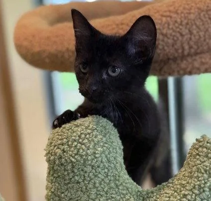 A young small-sized female Black Domestic Short Hair cat named Crayola for adoption in Midland, VA