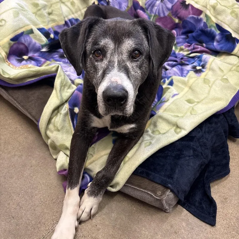 A senior large-sized female Black Labrador Retriever dog named Sage for adoption in Avon, OH
