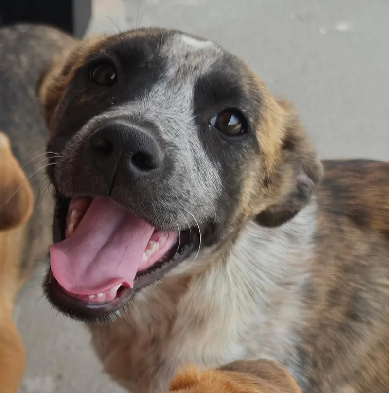 A baby medium-sized female Australian Cattle Dog / Blue Heeler dog named Bella Bon Bueno for adoption in Fort Lupton, CO