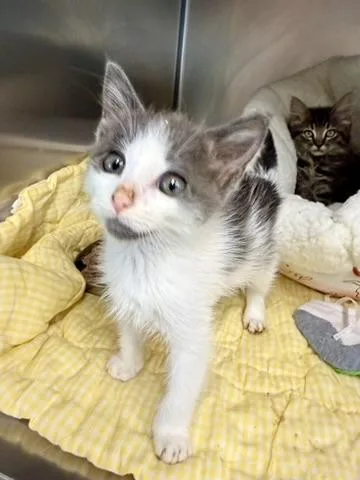 A baby medium-sized male Gray & White Domestic Short Hair cat named Toledo for adoption in Petersburg, VA
