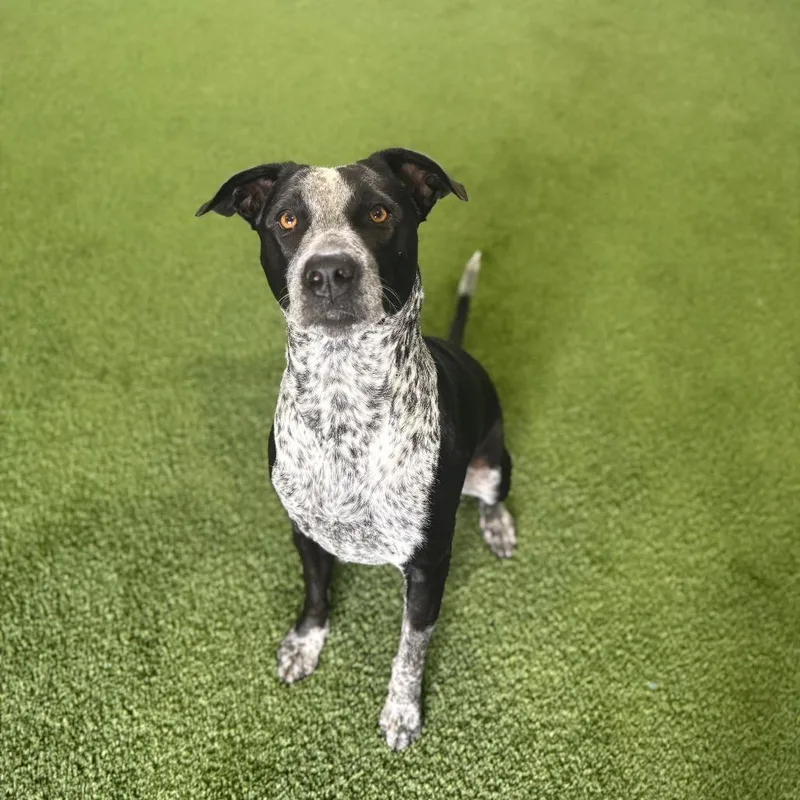 An adult small-sized female Black Cattle Dog dog named Nanny Nanami for adoption in LOXAHATCHEE, FL