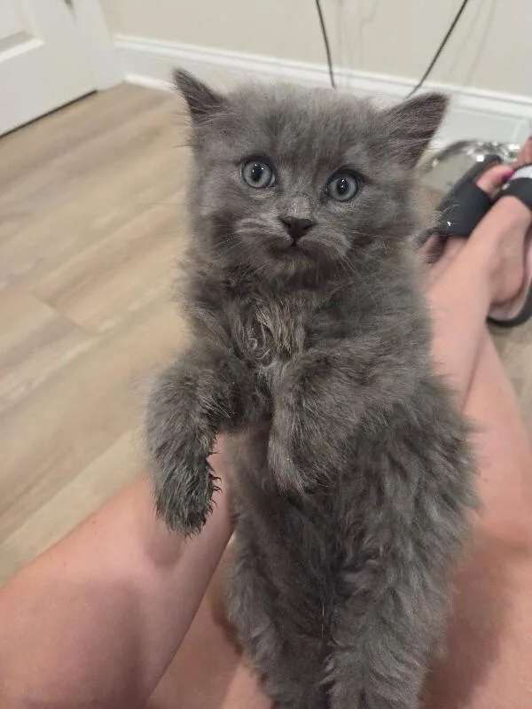 A baby medium-sized male Domestic Long Hair cat named Toby for adoption in Colmar, PA