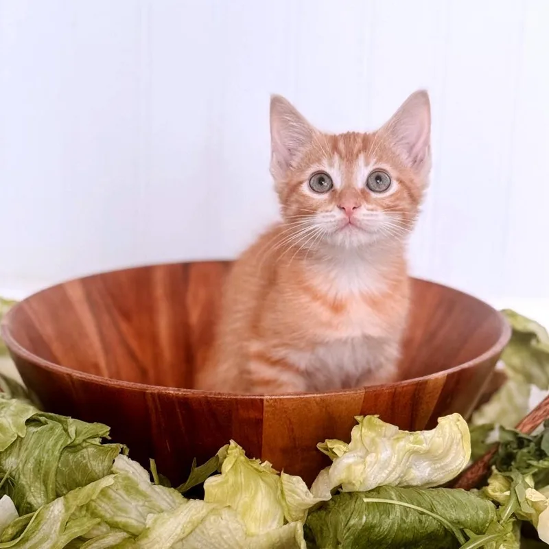 Kale