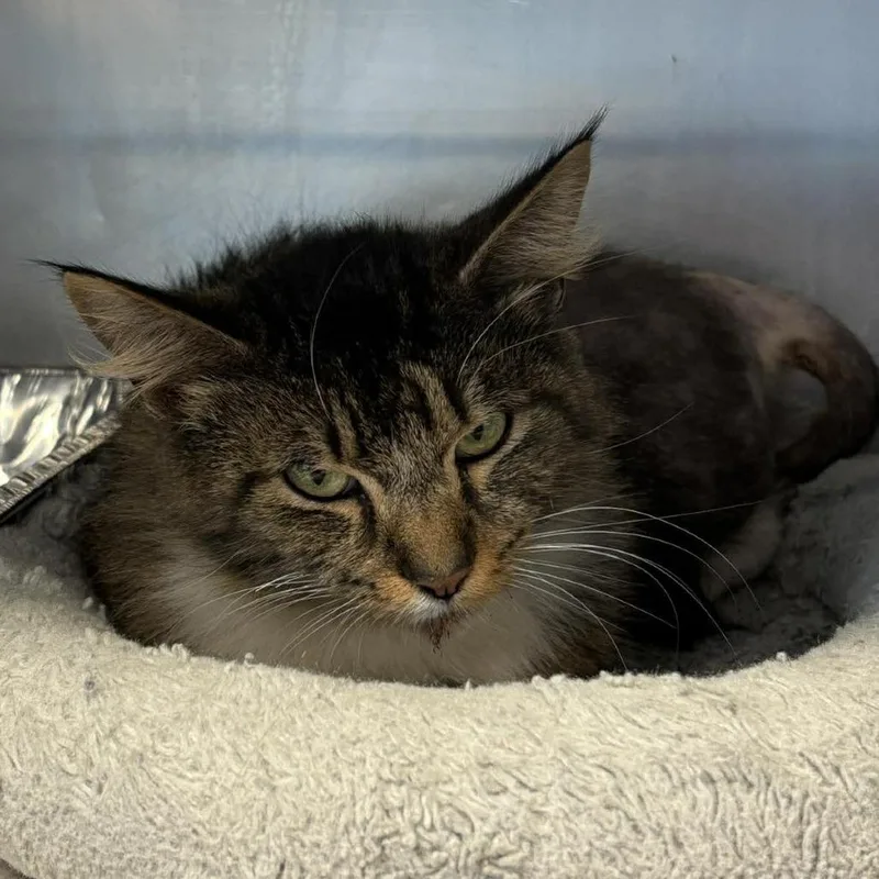 An adult medium-sized female Brown / Chocolate Domestic Short Hair cat named Fiona for adoption in Huntington, WV