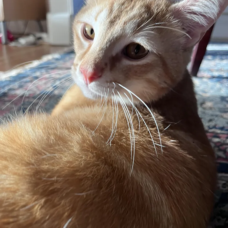 A young medium-sized male Tabby (Orange / Red) Tabby cat named Bingo for adoption in Independence, OH
