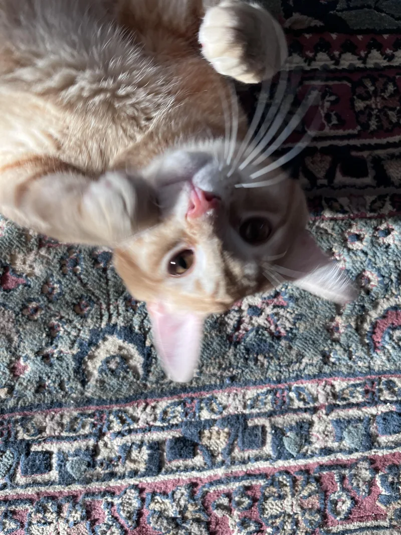 Bingo thumbnail 2