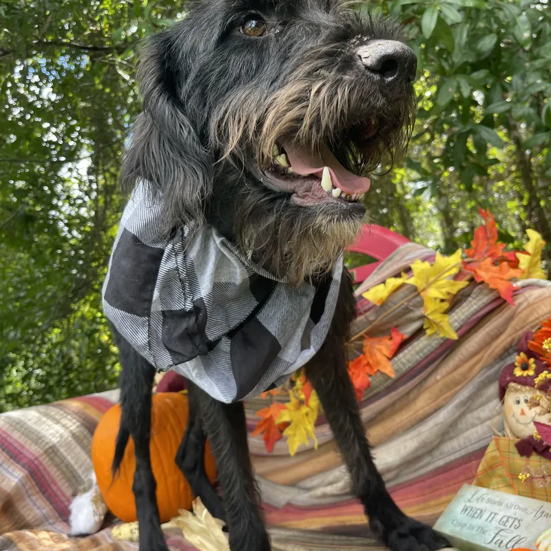 A young large-sized male Schnauzer dog named Greg for adoption in Sebring, FL