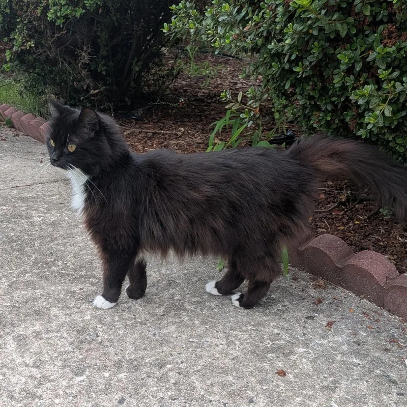 An adult medium-sized female Domestic Long Hair cat named Bubbles for adoption in Greensboro, NC