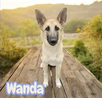 Wanda thumbnail 2