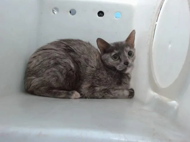A young small-sized female Domestic Short Hair cat named Trapped for adoption in Albuquerque, NM
