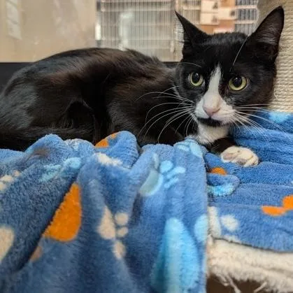 A young medium-sized female Black & White / Tuxedo Domestic Short Hair cat named Superior for adoption in Rochester, MN