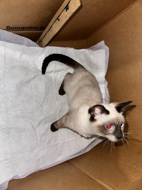 A baby medium-sized female Siamese cat named Zoe for adoption in Saucier, MS