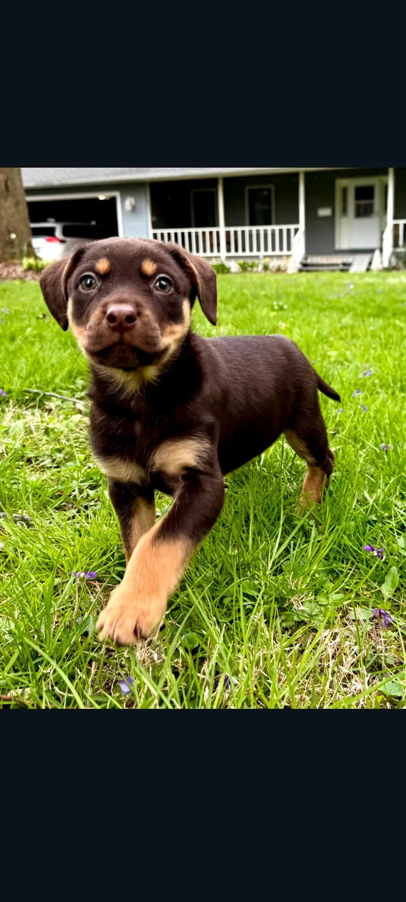 A baby medium-sized male Brown / Chocolate Hound dog named Homer for adoption in Lewis Center, OH