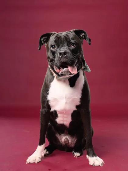 A young small-sized male Mixed Breed dog named Tiny Tim for adoption in Atlanta, GA