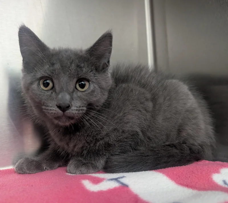 A young small-sized male Gray / Blue / Silver Domestic Medium Hair cat named Merlin for adoption in New Ulm, MN