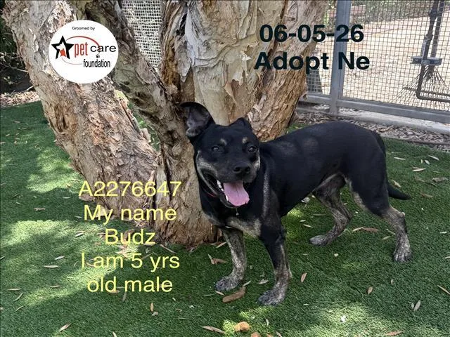 An adult medium-sized male Pit Bull Terrier dog named Mando for adoption in Los Angeles, CA