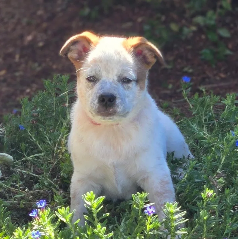 A baby medium-sized female Bicolor Cattle Dog dog named Cream for adoption in Salem, OR
