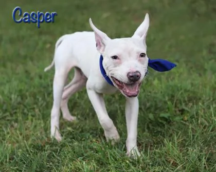 An adult small-sized male Terrier dog named Casper for adoption in Parma, OH