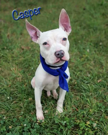 Casper thumbnail 3