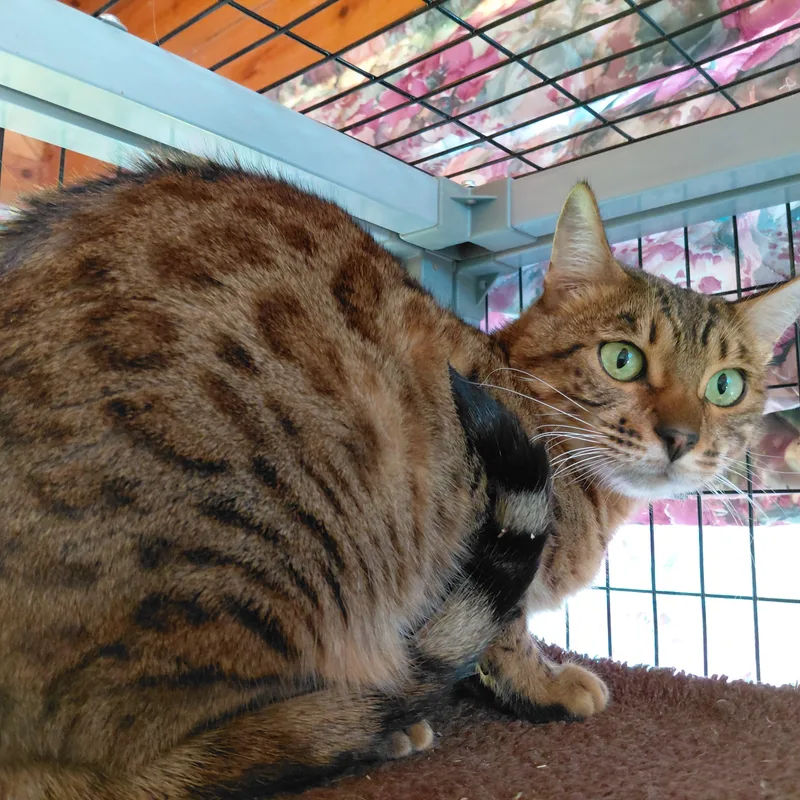 An adult medium-sized female Tabby (Brown / Chocolate) Bengal cat named Cleo for adoption in Littleton, NH