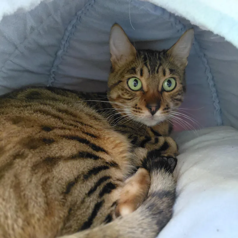 Cleo thumbnail 2