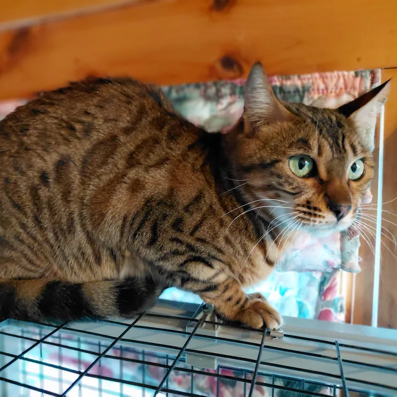 Cleo thumbnail 3