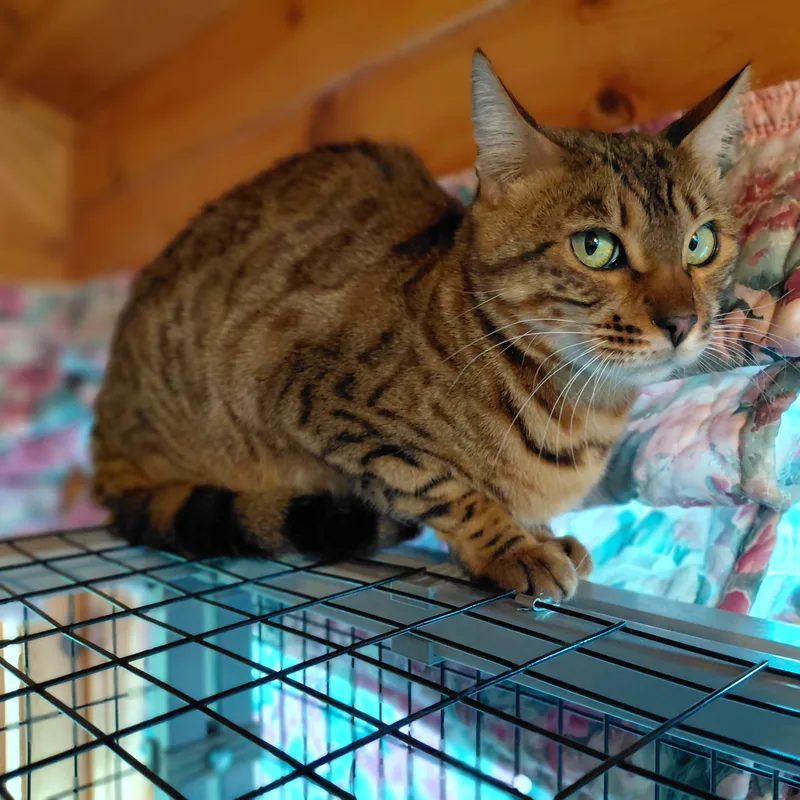 Cleo thumbnail 4