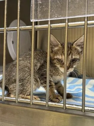 A baby small-sized female Domestic Short Hair cat named MaryKate for adoption in Honolulu, HI