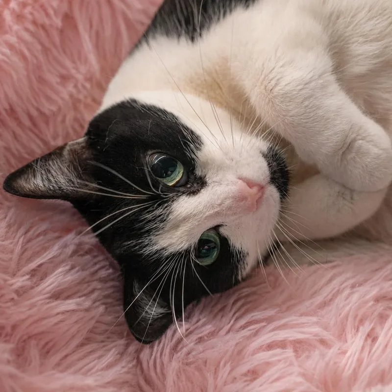 An adult large-sized female Tuxedo cat named Shadow for adoption in Dalton, GA