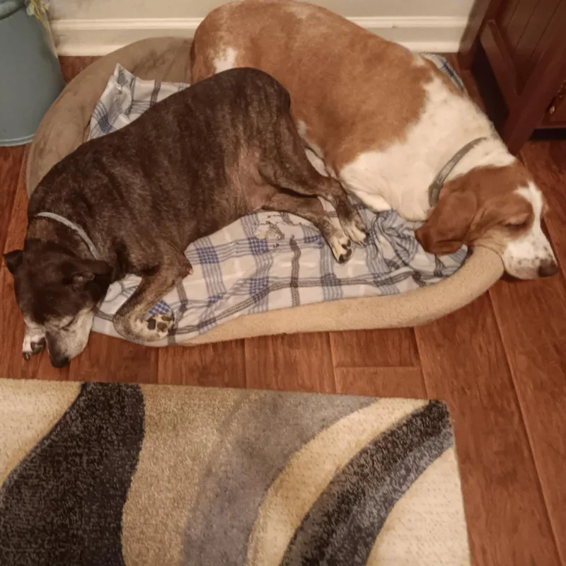 Banjo And Clyde thumbnail 2