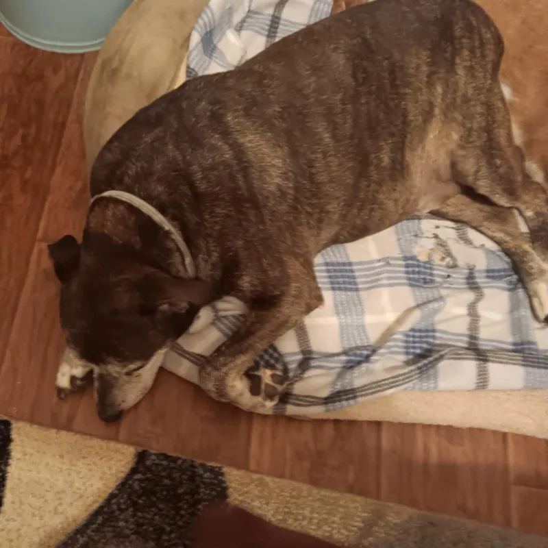 Banjo And Clyde thumbnail 3