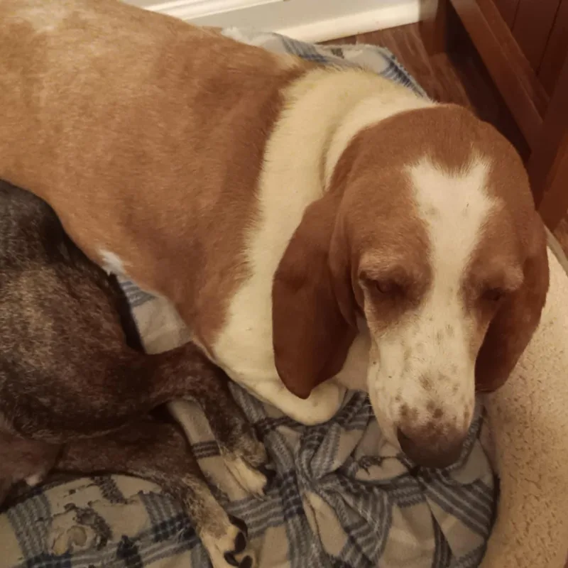 Banjo And Clyde thumbnail 4