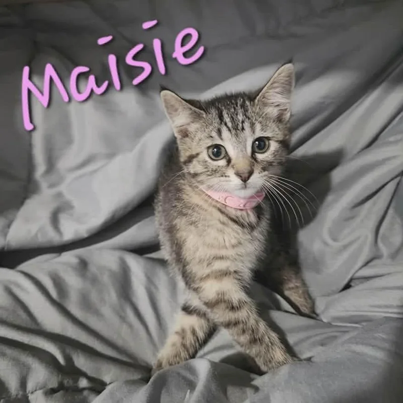 A baby small-sized female Brown / Chocolate Domestic Medium Hair cat named Maisie for adoption in Chillicothe, IL